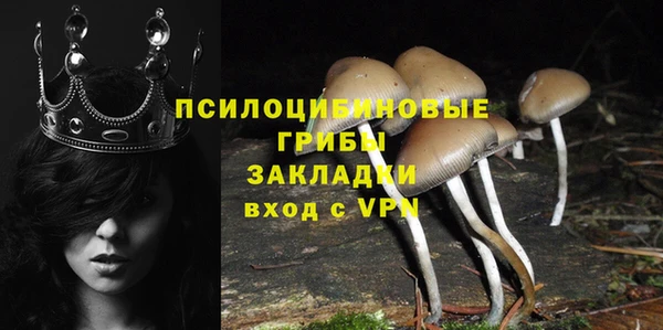 ПСИЛОЦИБИНОВЫЕ ГРИБЫ Новозыбков